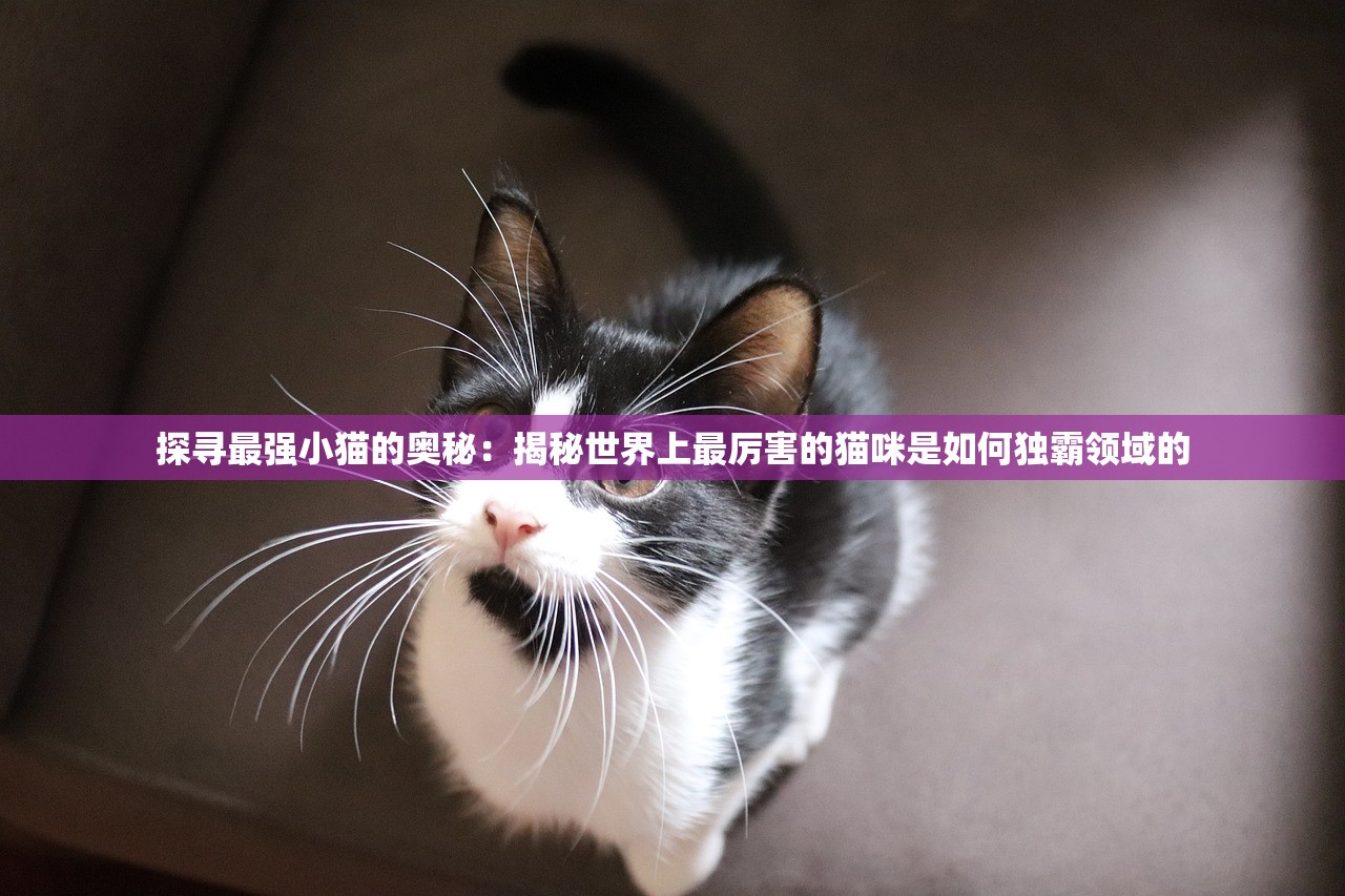 探寻最强小猫的奥秘：揭秘世界上最厉害的猫咪是如何独霸领域的