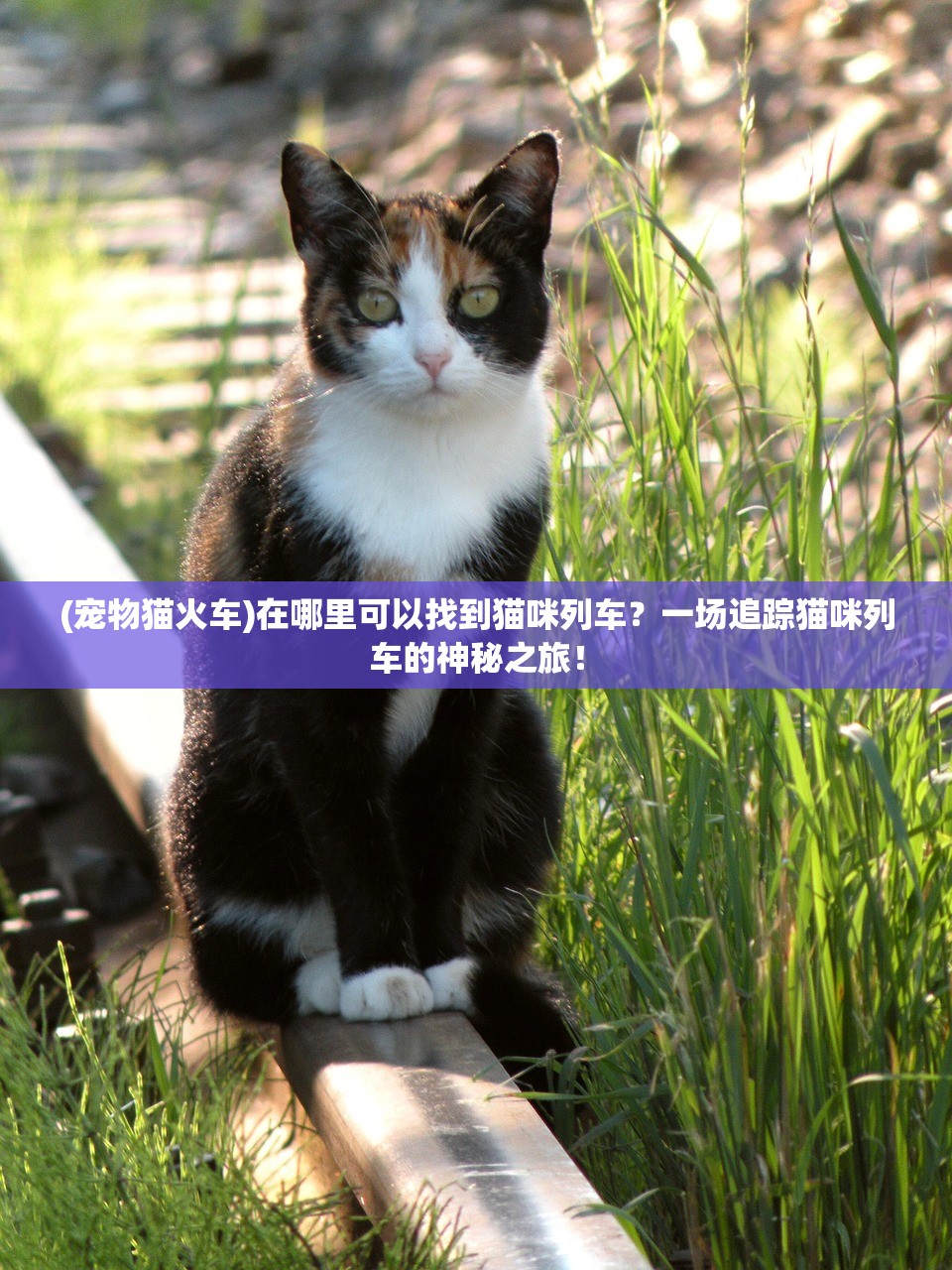 (宠物猫火车)在哪里可以找到猫咪列车？一场追踪猫咪列车的神秘之旅！